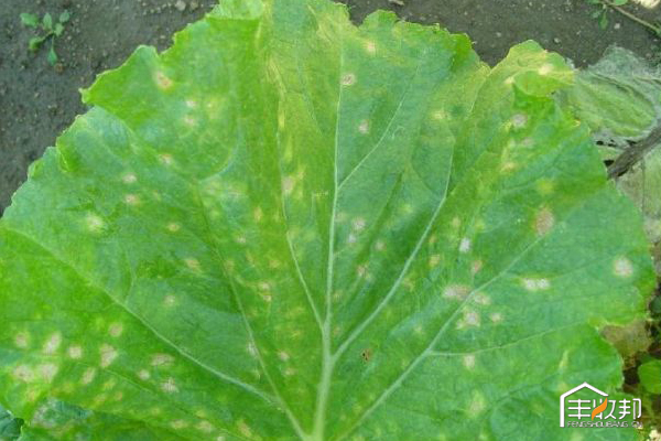 种植白菜心怎么管理,防治白菜萝卜病虫害哪个药好
