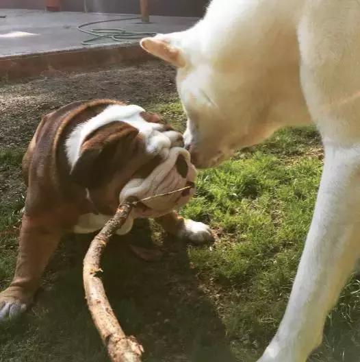 英牛怎么分辨品质,英牛是怎么培育出来的