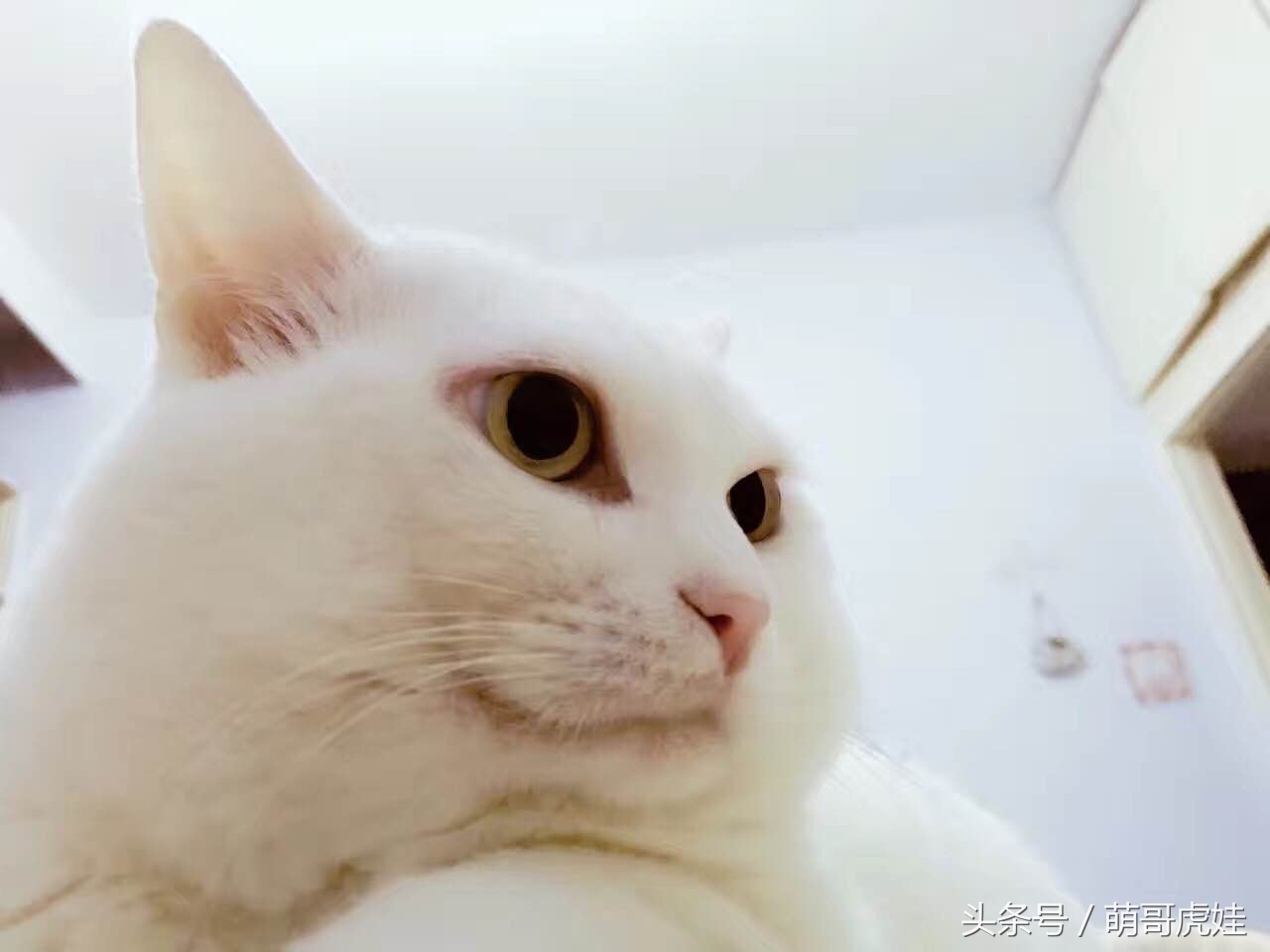 喵星人家养仓鼠,喵星人长得好像小仓鼠