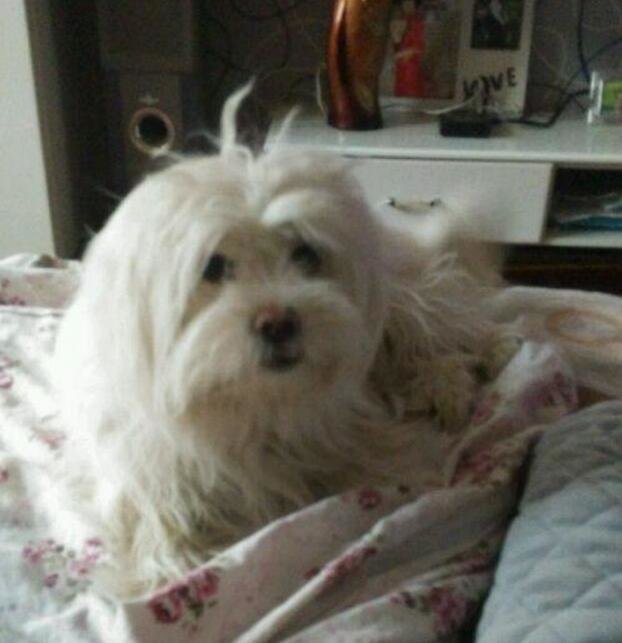 狗狗最爱待的就是我的床,今天狗狗走了,医生说了原因,好想哭