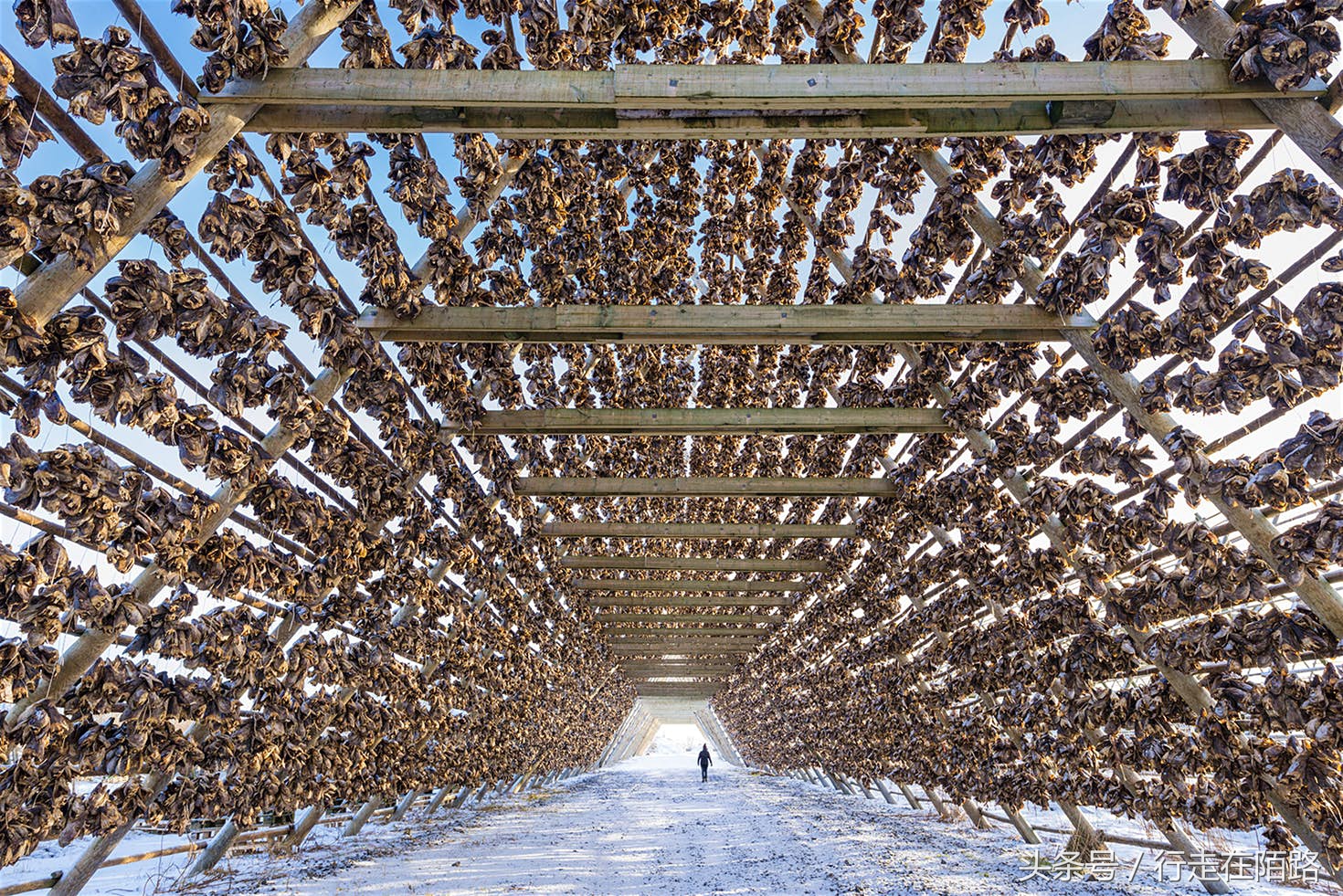 挪威渔民收入,挪威渔民遇到世外桃源