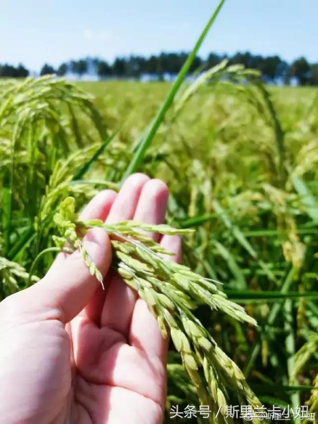 黑龙江十大必游景点推荐,黑龙江最值得去的景点
