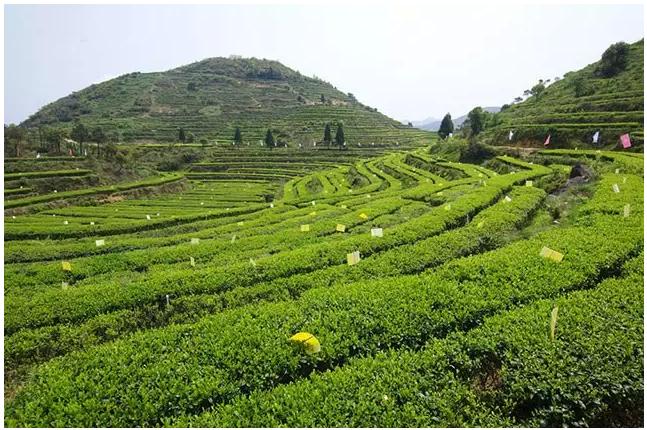 生猪常见病及治疗方法,生猪病症诊断及治疗