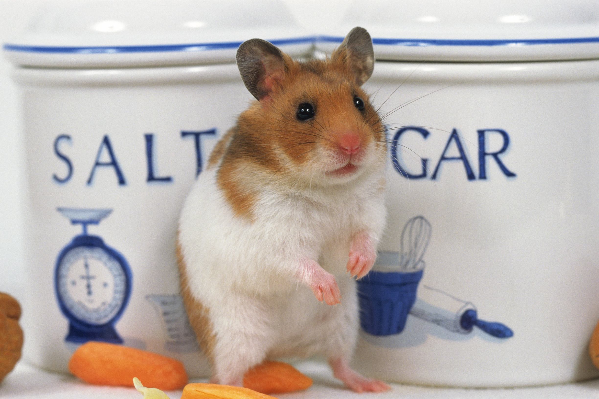 金丝熊仓鼠该怎么喂养,仓鼠生下来要怎么喂养