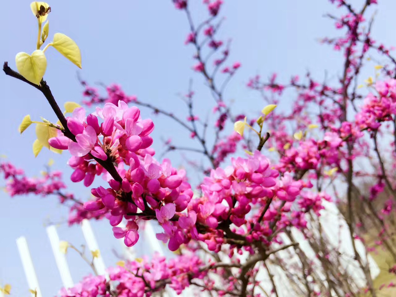 便宜的二手手机iphone有什么猫腻,iphone二手与新机哪个性价比更高