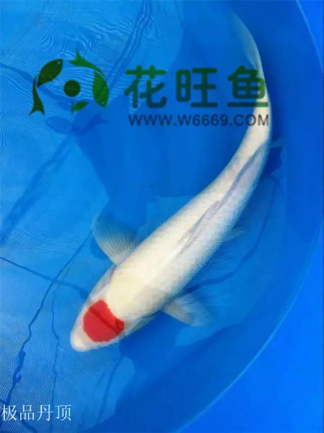 极品丹顶红,五色丹顶跟红白丹顶哪个贵