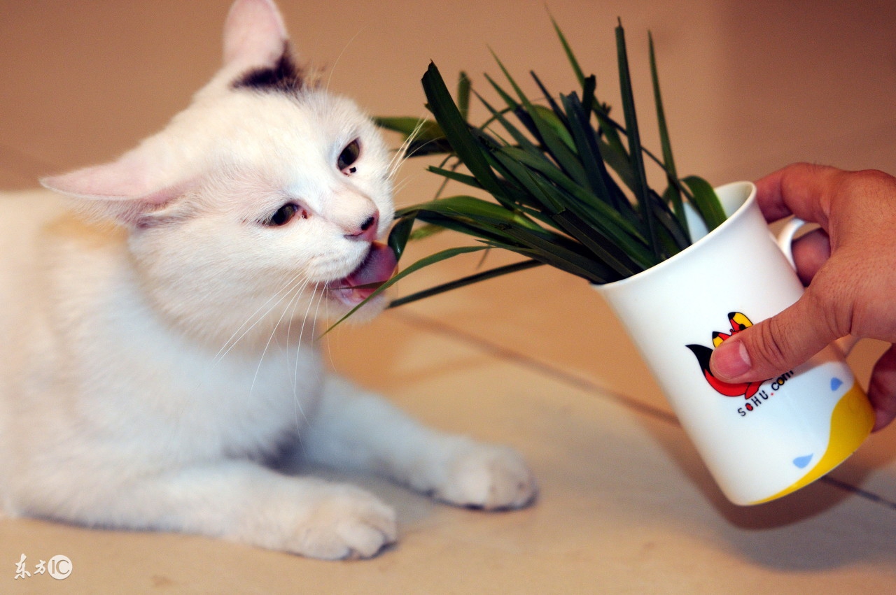 猫咪呕吐红色的液体又不像血,猫咪呕吐的原因及处理方法