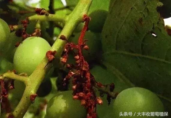 葡萄穗尖干枯怎么治,葡萄穗轴枯萎怎么回事
