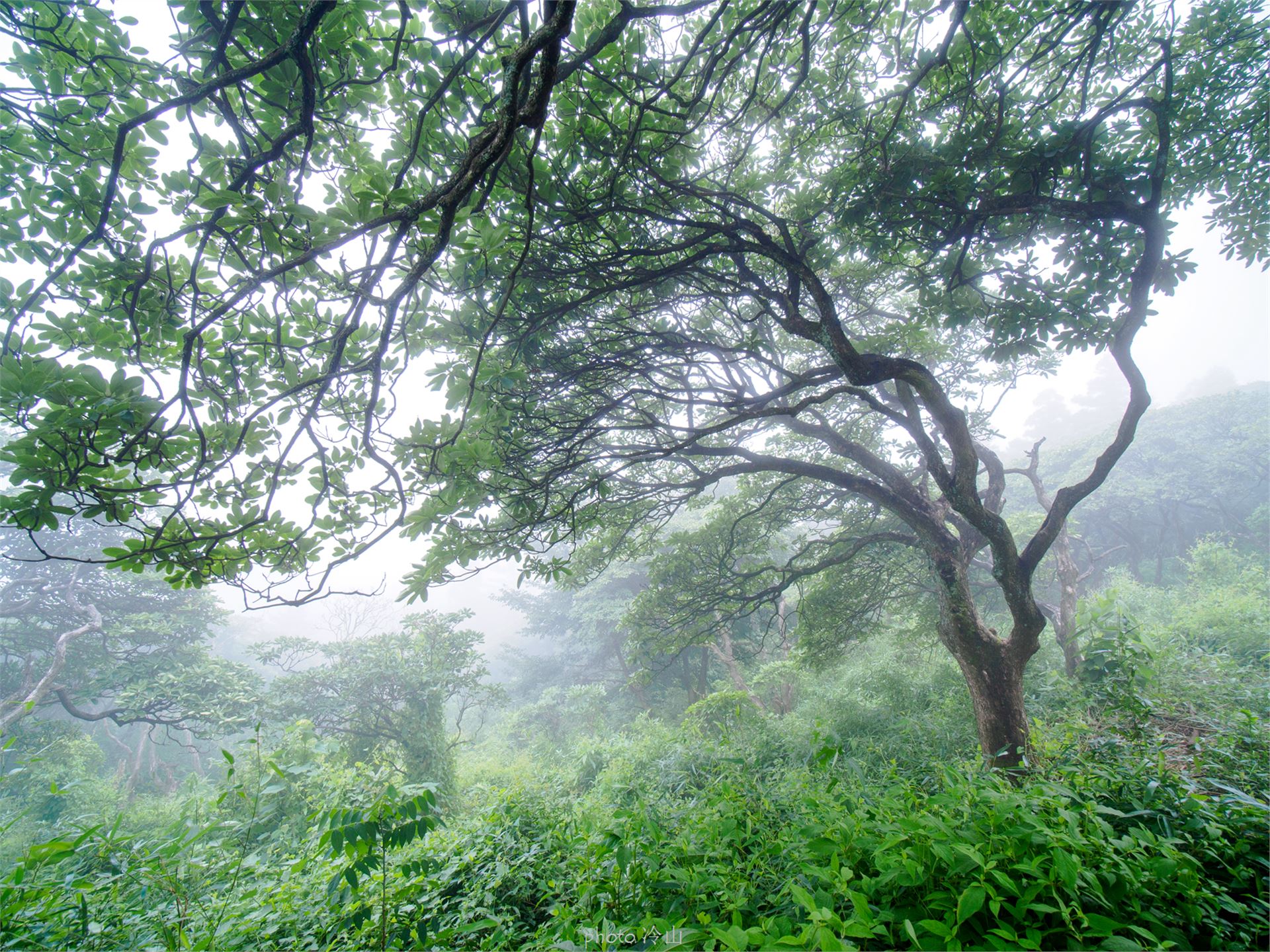 华顶千年杜鹃林,天台山石梁瀑布华顶杜鹃