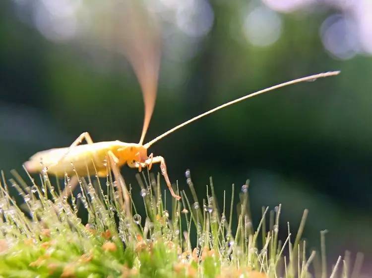 手机怎么玩转拍摄,手机怎样微距拍照