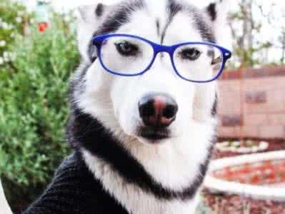 二哈最近的生活,二哈的那些事