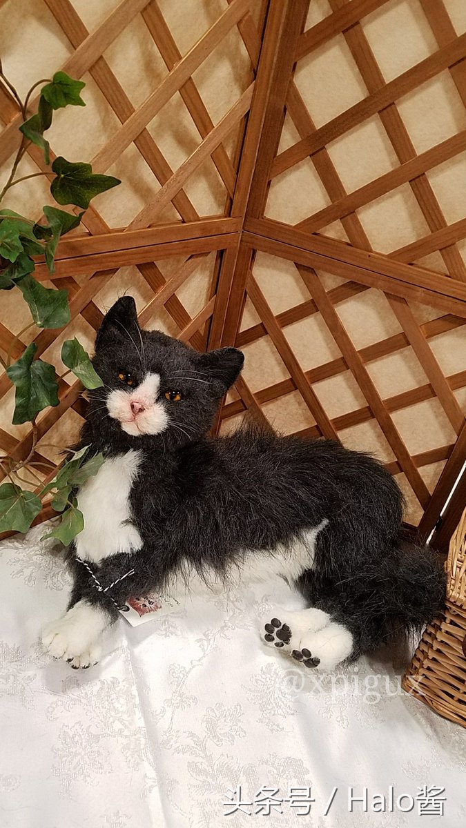 怪物猎人世界三只艾露猫,怪物猎人艾露猫真人