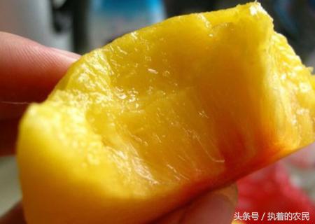 吃过油桃蜜桃,那农村人的这种桃子,你是否见过呢?