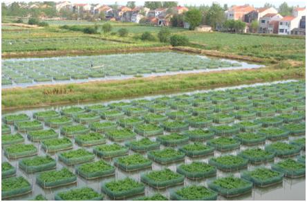 黄鳝养殖技术网箱,黄鳝养殖技术要求高吗