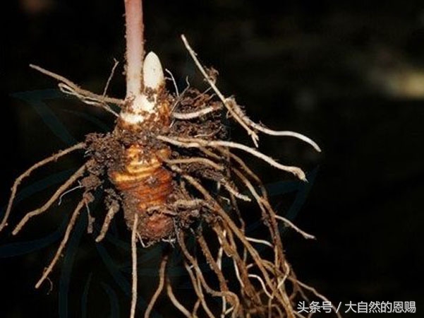 七叶一枝花有什么作用和功效,七叶一枝花