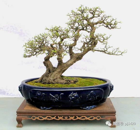 50种盆景树图片大全,50种盆景植物图片大全