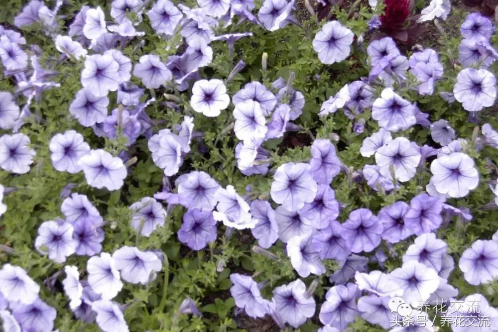 花卉最长寿命排名,五种养不死的花卉