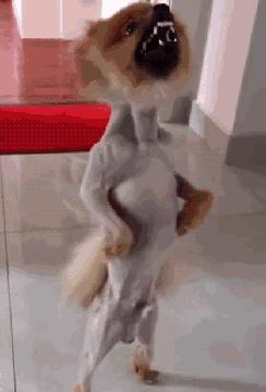 那坨博美！好软！好圆！好蓬！好想揉！