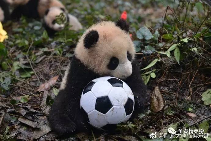 2018涓栫晫鏉閫夎禌姝︾娴皠,2018涓栫晫鏉閫夎禌鍥借冻姝︾娴皠