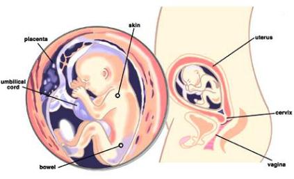 妊娠周数hcg是从什么时候开始算,妊娠周数计算器