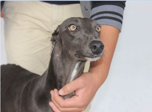 格力犬和灵缇犬区别比较,选灵缇格力狗的正确方法和技巧