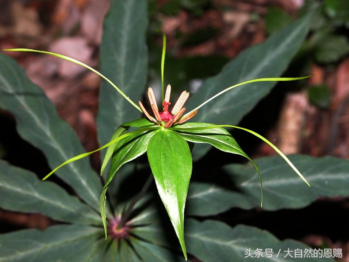 七叶一枝花是什么药草,七叶一枝花到底什么功效