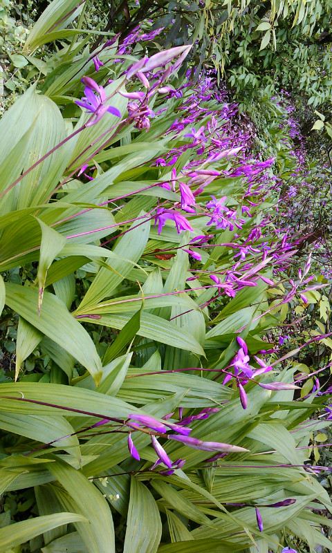 中药白芨明年行情,今年中药白芨市场已饱和了吗