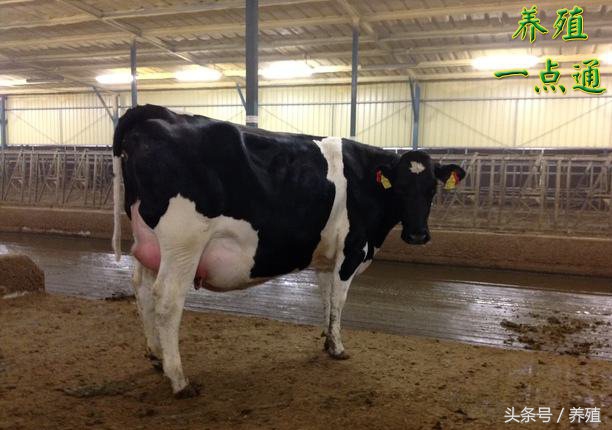 奶牛乳房炎的治疗,奶牛乳房炎的分类和治疗