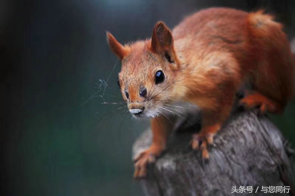 雪地松鼠可爱视频,雪地松鼠卖萌