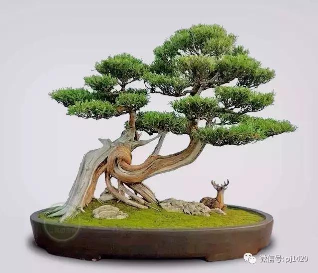 50种盆景树图片大全,50种盆景植物图片大全