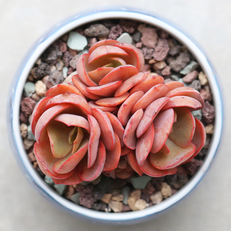 可爱的呆萌多肉,萌的多肉小植物