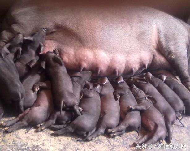 母猪咬仔的最快方法,母猪咬仔一般是几天就不会咬了