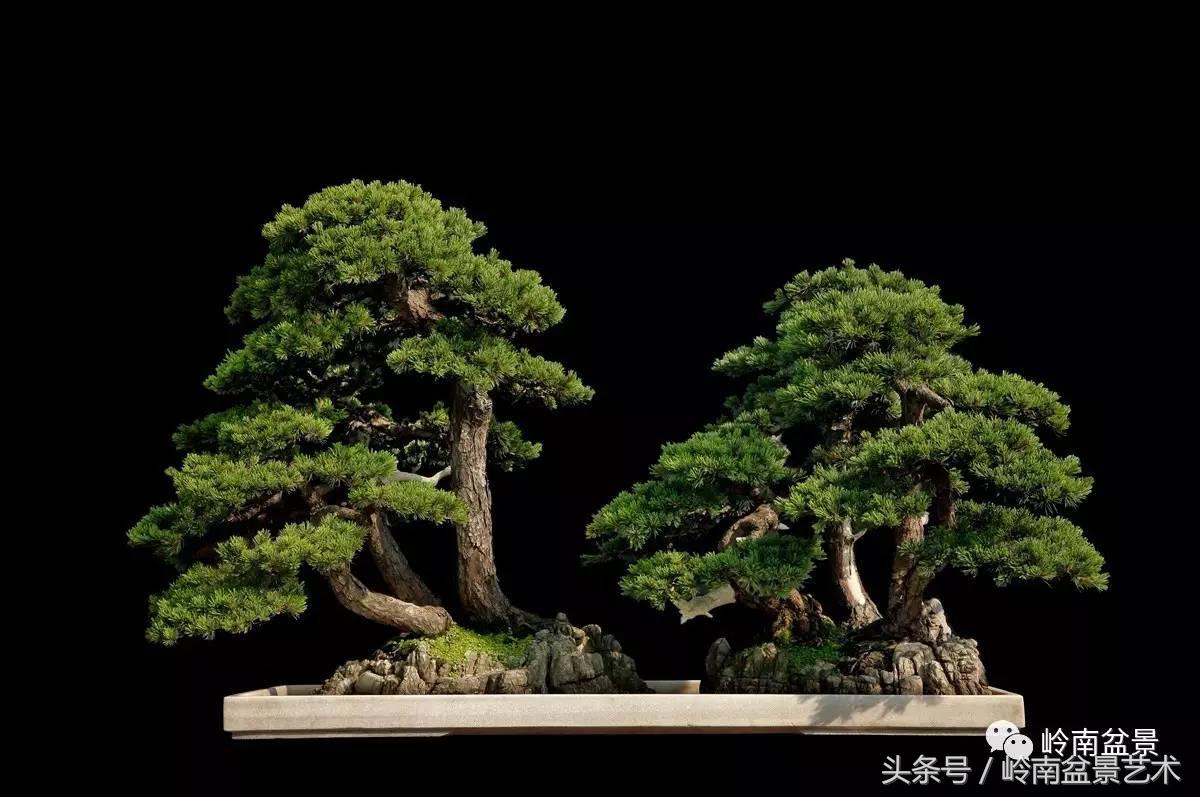 五针松和大阪松哪个好盆栽 (大阪松比五针松哪种更名贵)