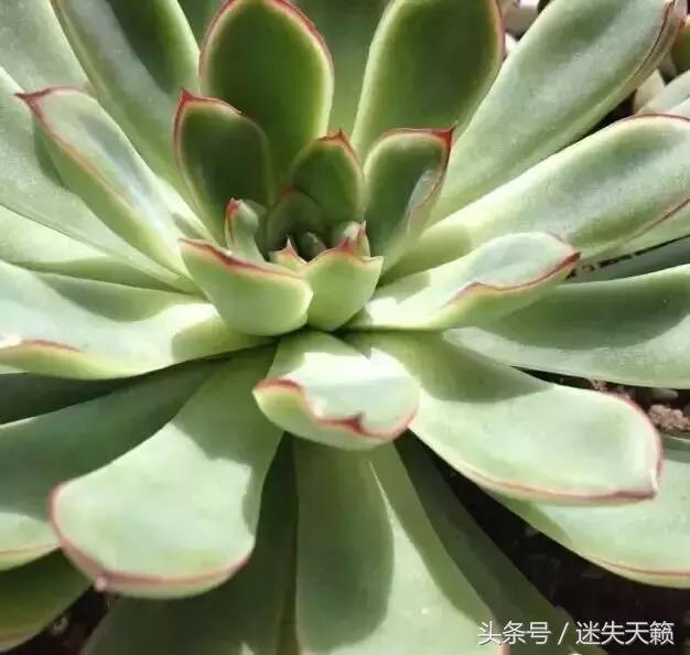 多肉，你小时候的样子太萌了，可千万别长大，长残