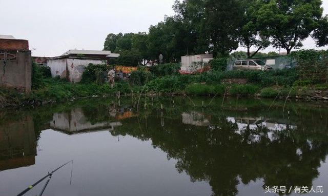 20块钱的黑塘，3个人1天收获50多条鱼，这次钓鱼很爽