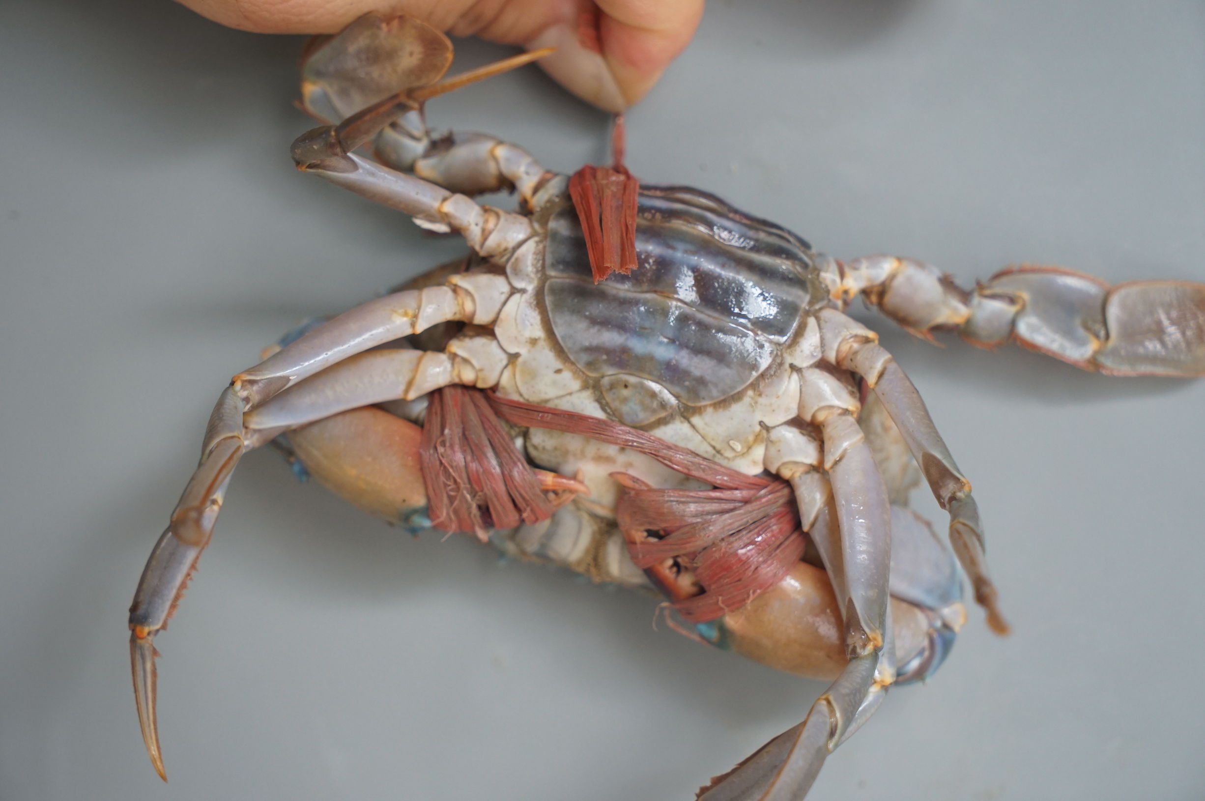 5年来它是棠下最火的宵夜店，16大盘虾蟹满汉全席震撼朋友圈