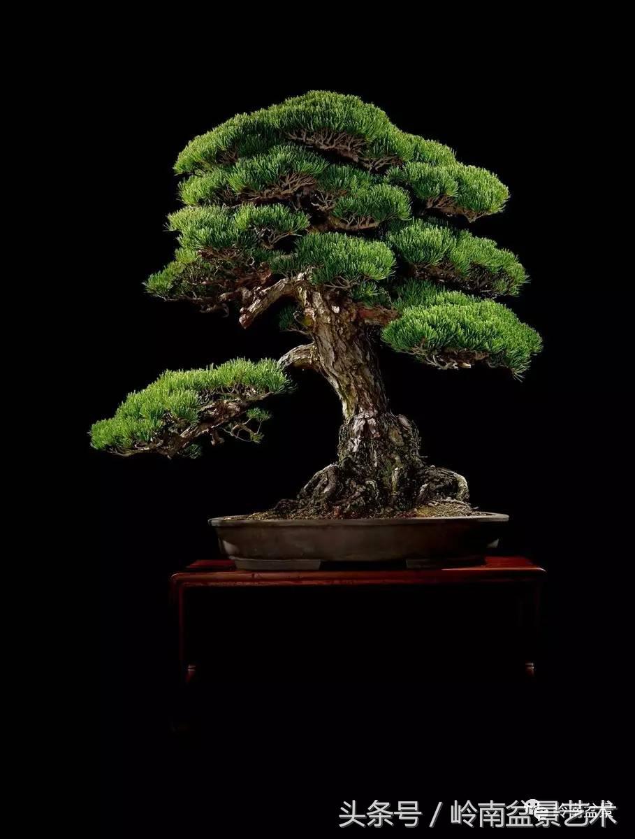 五针松和大阪松哪个好盆栽 (大阪松比五针松哪种更名贵)