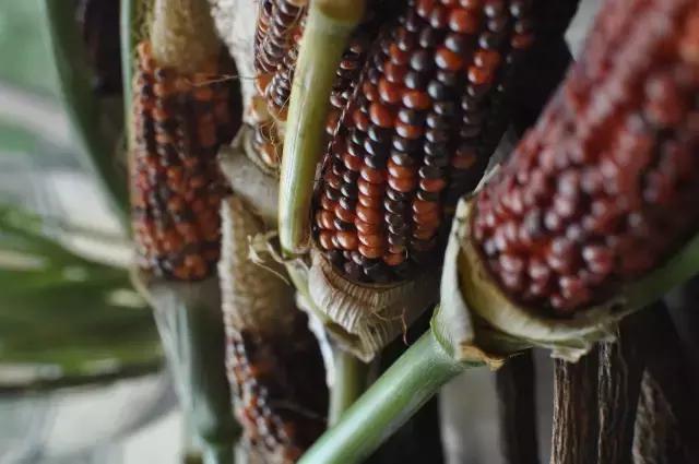 七夕节叫你送花你就去拿吧,微信公众号送花怎么弄