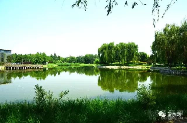 厚积薄发银杏,望京公园和大望京公园哪个好