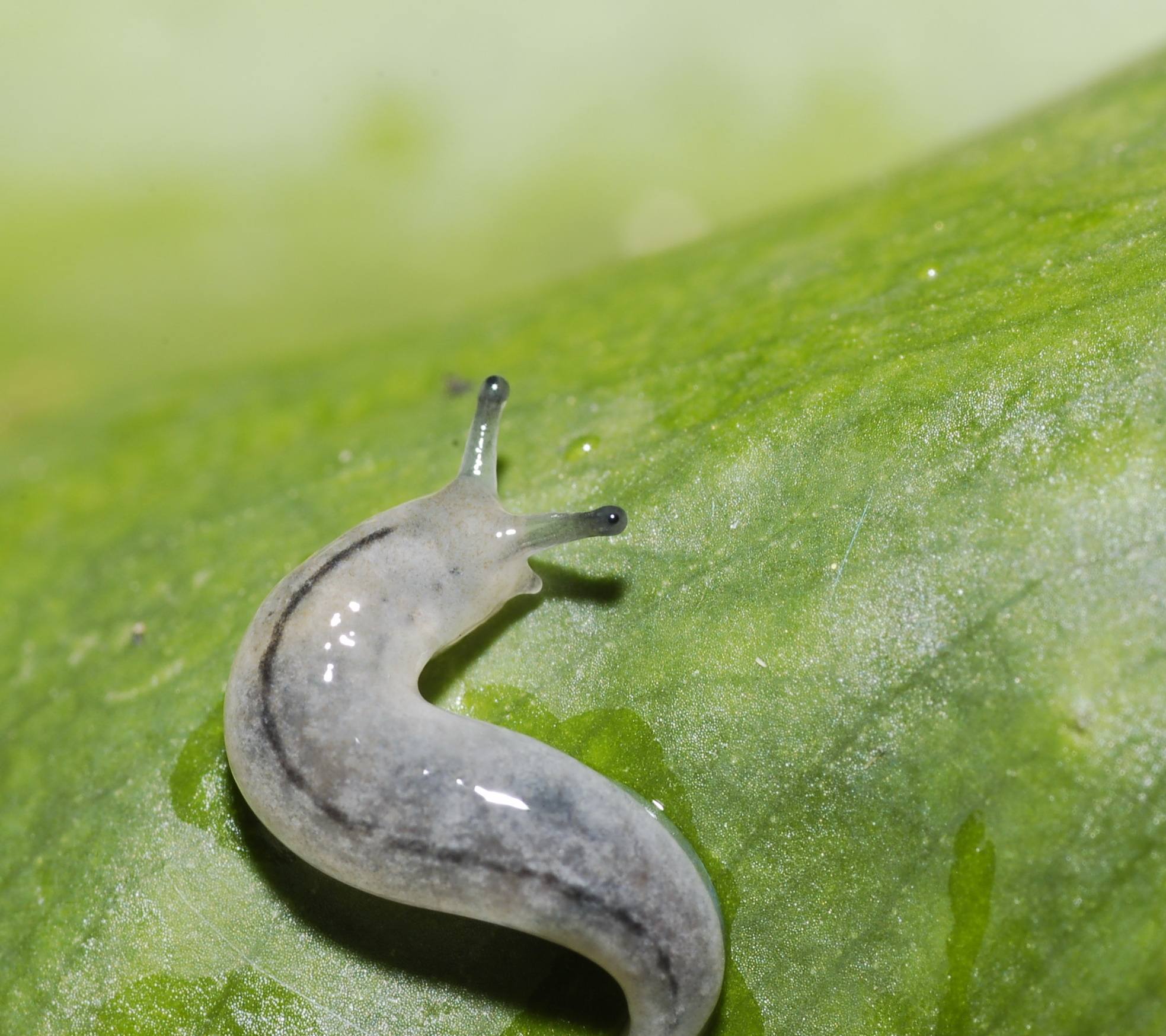 种的菜苗刚出就给虫吃了咋办呢,刚种的菜苗打虫最有效的方法
