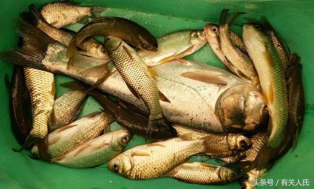 20块钱的黑塘，3个人1天收获50多条鱼，这次钓鱼很爽