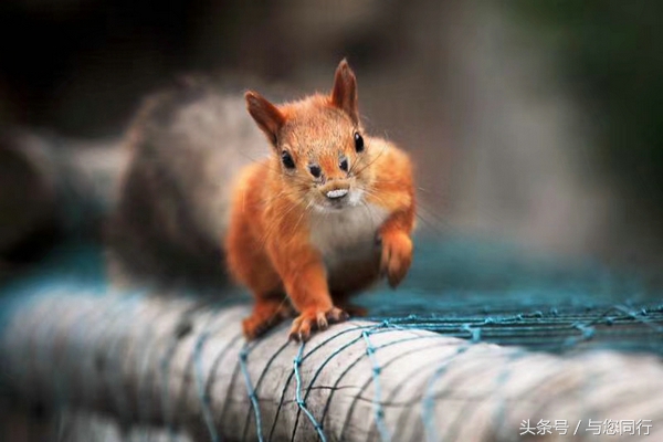 雪地松鼠可爱视频,雪地松鼠卖萌