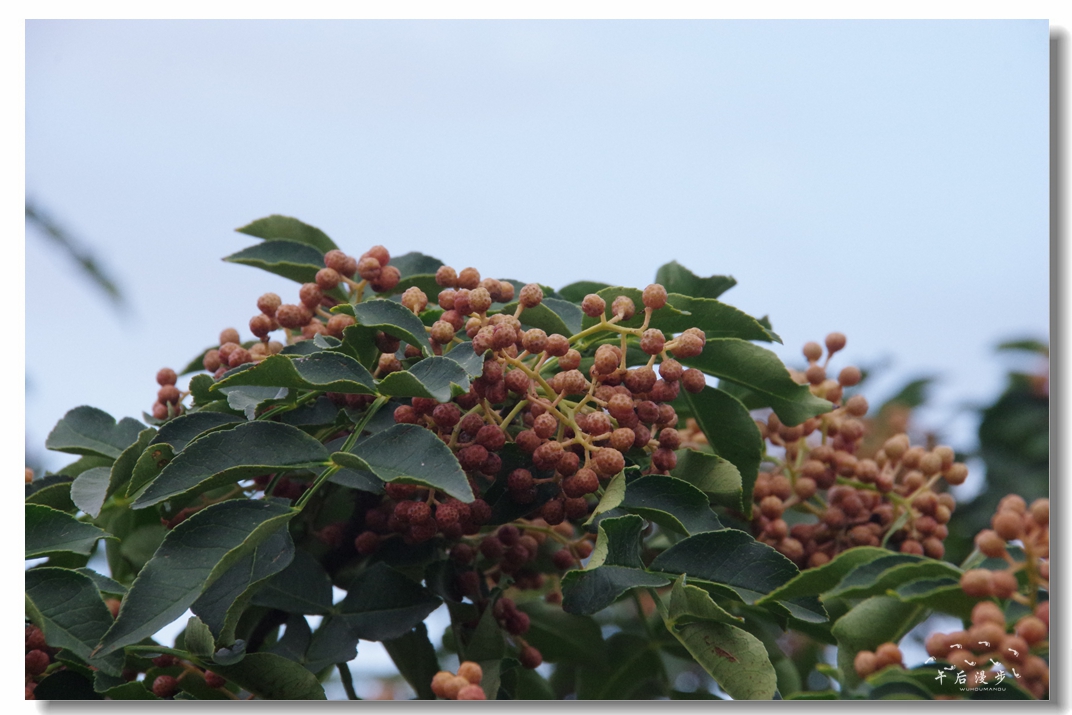 陕西韩城大红袍花椒之乡 (韩城花椒哪里产的最好)
