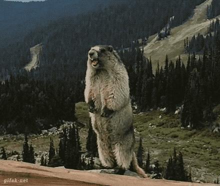 多肉，你小时候的样子太萌了，可千万别长大，长残