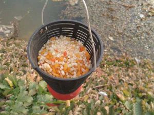 鲫鱼打窝花生饼好还是豆饼效果好,用豆饼打窝得提前多长时间能见效