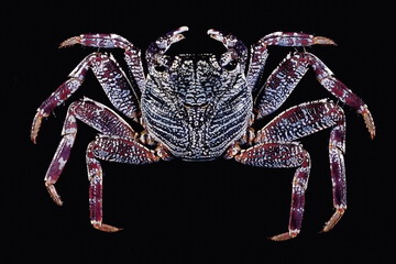 又到了吃螃蟹的季节怎样挑选螃蟹,如何正确挑选食用螃蟹你都知道吗