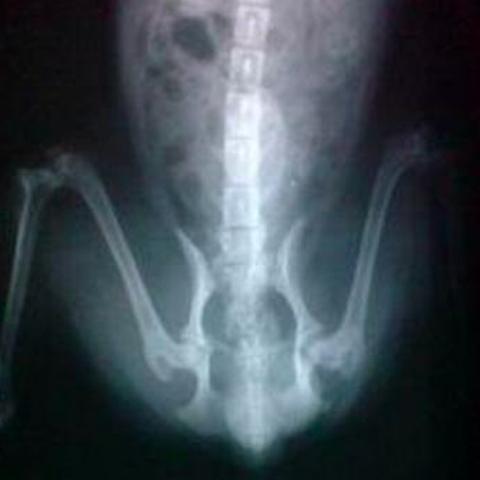 金毛一般有什么常见病,小型宠物犬先天疾病