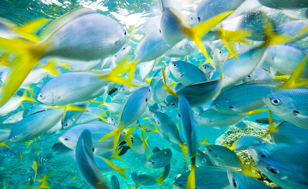 帕劳旅游最美风景攻略,帕劳旅游攻略自由行