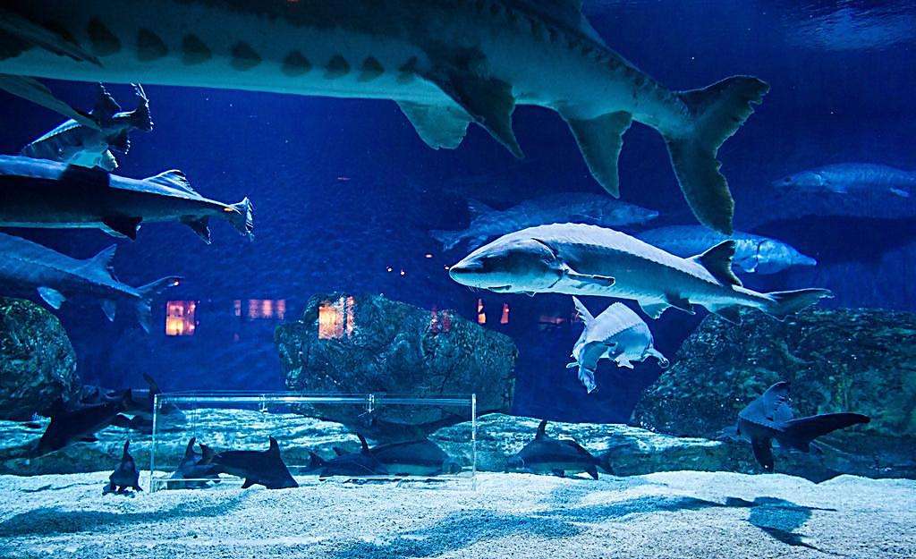 目前国内最好的海洋馆排名,全国排名前十的海洋馆