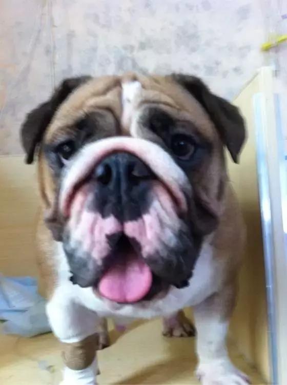 英牛下崽困难,英牛生过小狗怎么处理